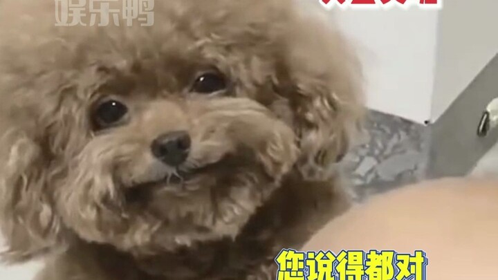 I finally understand what “looking human but acting like a dog” means.