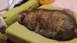 As soon as I got home, I saw a mature and melancholy back view.