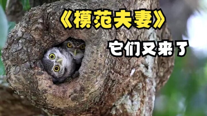 The pair of Spotted Owlets at the tree hollow have come again.