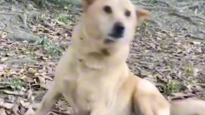 Anjing juga punya dua wajah Anjing: Sudahlah, kawan, aku sudah melihatnya #lucu