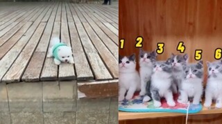 Tik Tok Chó Mèo Hài Hước và Dễ Thương Nhất Thế Giới  Funny & Cute Dog  Cat #8