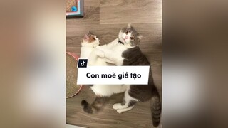 Đang chiến nhau ngon lành mẹ cầm đt lên Beo diễn vai người bị hại, thể hiện nét tâm lý nạn nhân đồ 🤷🏻‍♀️🙄 meo cat trending catsoftiktok fyp