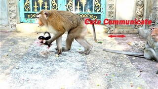 How Do Animal Monkeys Communicate Each Other?, Mother Monkey Joanna and Mother Mekala