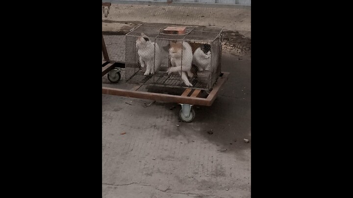 แดนซ์สตรีทฮาคิมิ ฟินเต็มๆ 1 นาที