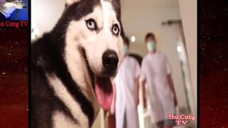 Thú Cưng TV _ Ngáo Ngu Ngốc Và Đầu Gấu #12 _ chó thông minh vui nhộn _ Pets funn