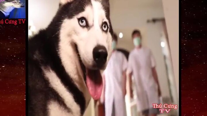 Thú Cưng TV _ Ngáo Ngu Ngốc Và Đầu Gấu #12 _ chó thông minh vui nhộn _ Pets funn