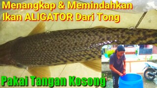 Menangkap & Memindahkan Ikan Aligator Pakai Tangan Kosong