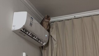 养猫治好了我的低血压
