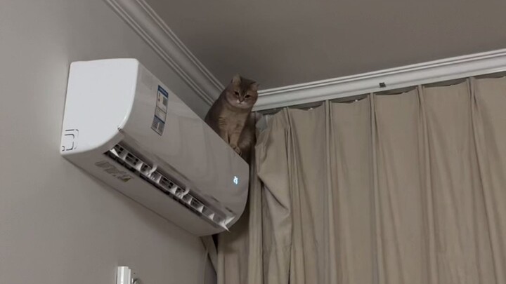 Having a cat cured my low blood pressure