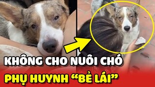 Pha BẺ LÁI cực gắt của PHỤ HUYNH khi kiên quyết không cho NUÔI CHÓ 😂 | Yêu Lu