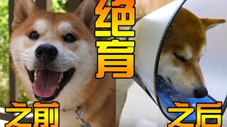 柴犬被带去绝育，手术后生无可恋——视角姬Vlog