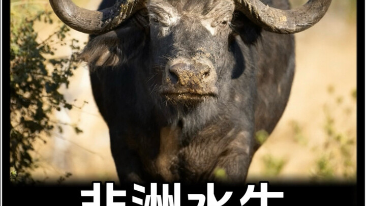 لماذا استطاعت الصين ترويض الجاموس المائي لحرث الحقول، بينما لم تستطع إفريقيا ذلك؟