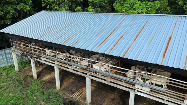 Dulu Karyawan, Sekarang Putar 300 Ekor Domba! Panen 100 Ekor Perbulan