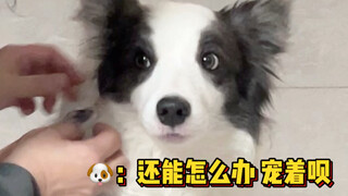 Jangan bawa anjing pulang untuk merayakan Tahun Baru!