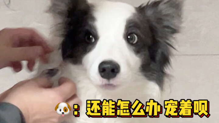 不要带狗回家过年！