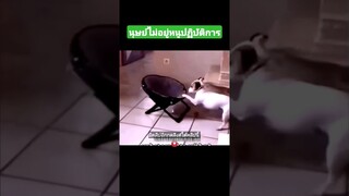 นุษย์ไม่อยู่หนูปฏิบัติการ