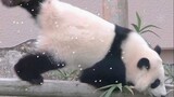 [Hewan]Salju di Jepang Wakayama membuat bayi panda sangat senang!
