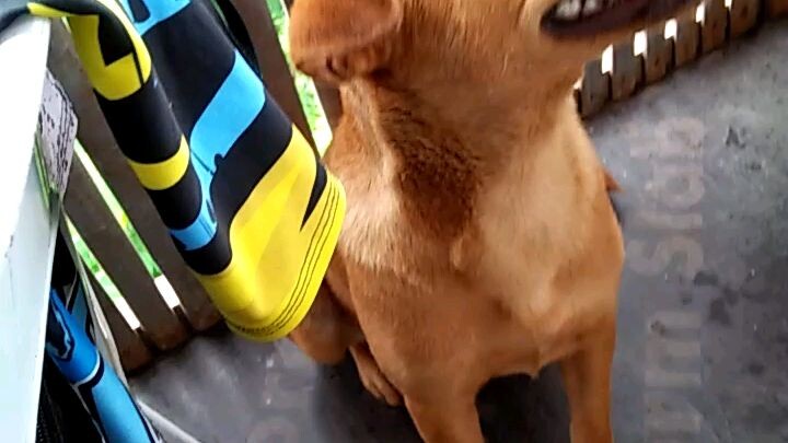 Clever puppy🐕