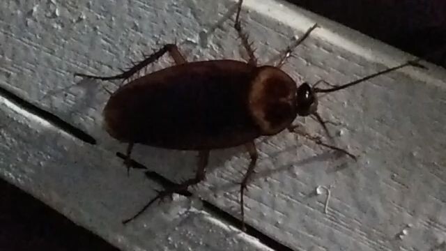 cockroach