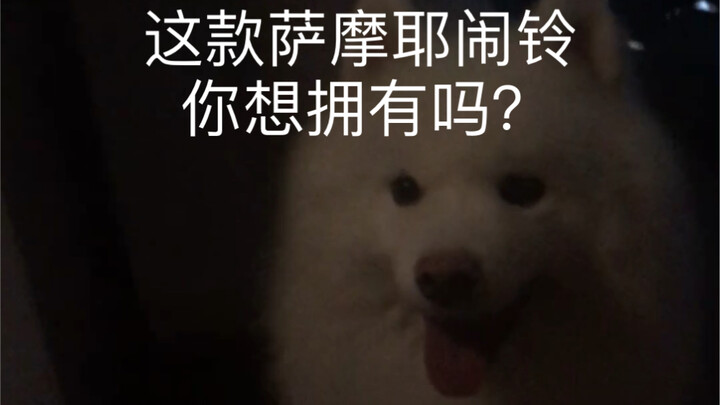 Having a cute Samoyed as a timer alarm can be pretty helpless sometimes!