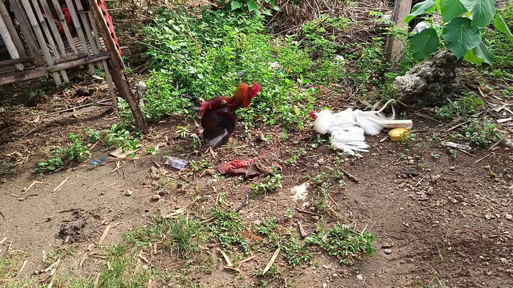 Mclean Kelso VS White Kelso Mclean spar