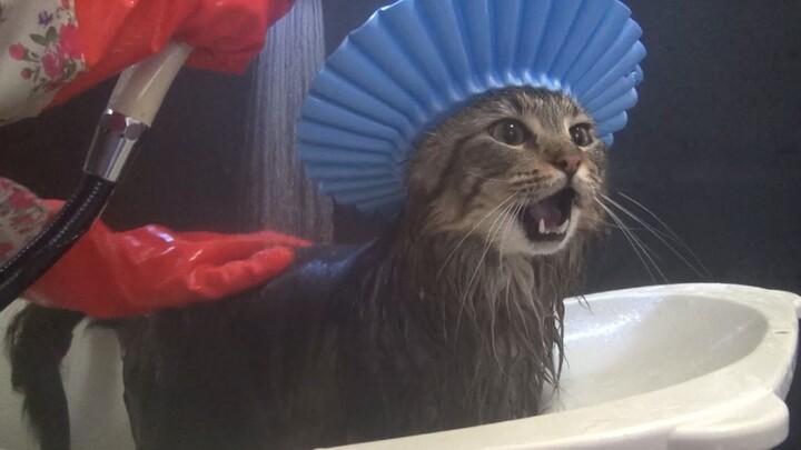 ถ้าลูกแมวอาบน้ำเสร็จแล้วไม่เช็ดตัวให้แห้ง จะเกิดอะไรขึ้นนะ!