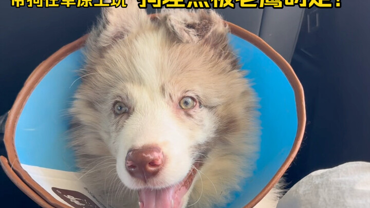 สุนัขของฉันอยู่บนทุ่งหญ้า แทบจะถูกเหยี่ยวคาบไปแล้ว!!! (ตกใจจนตัวชาไปหมด!)