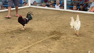 Thursday hack-fight  1st fight Talo c puti