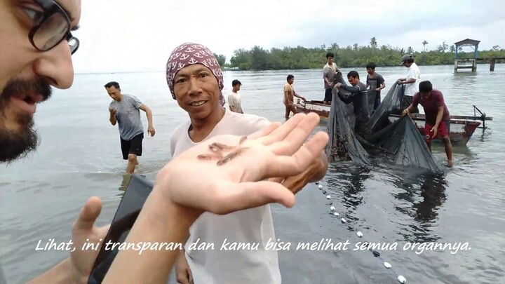 KAWAN DARI JERMAN PANEN IKAN NIKE DI MUARA SUNGAI BATUI 2019