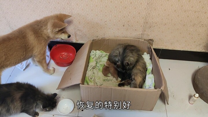 Khi hai chú cún con nhìn thấy chú mèo con vừa chào đời, chúng lập tức ngơ ngác, cảnh tượng thật đáng