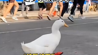 A netizen discovered his duck had a talent for running, so he signed it up for a marathon and unexpe