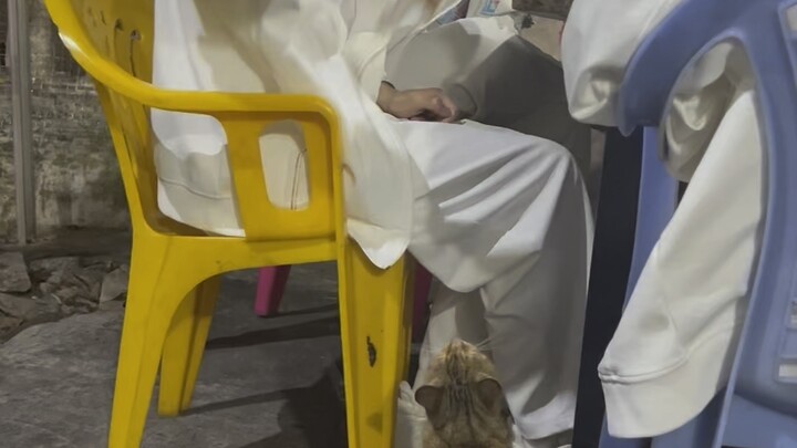 Shake It Again, Meow [BLG Bururu_Tap] — The little cat at the roasted chicken shop, fed with chicken