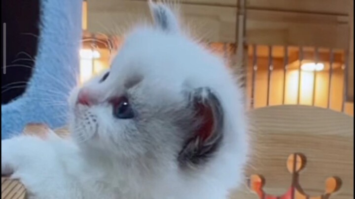 The little kitten is so cute!