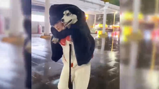 สุนัขกลับ