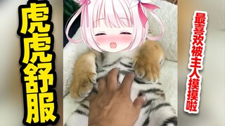 Tigers will also meow when they feel comfortable!!!