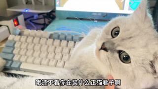 Cats in college, brought to the dormitory
