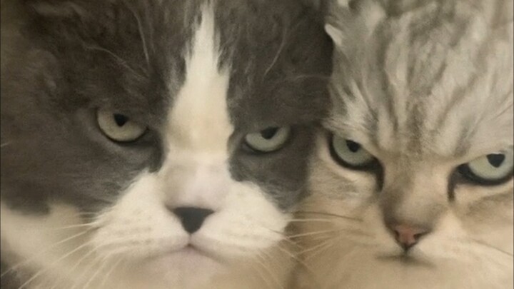 Mẹ ơi! Chúng con đã thật sự làm hòa rồi! Mẹ mau đi làm đi!