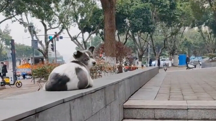 Momen Canggung Saat Orang Rabun Dekat Salah Mengenali Hewan