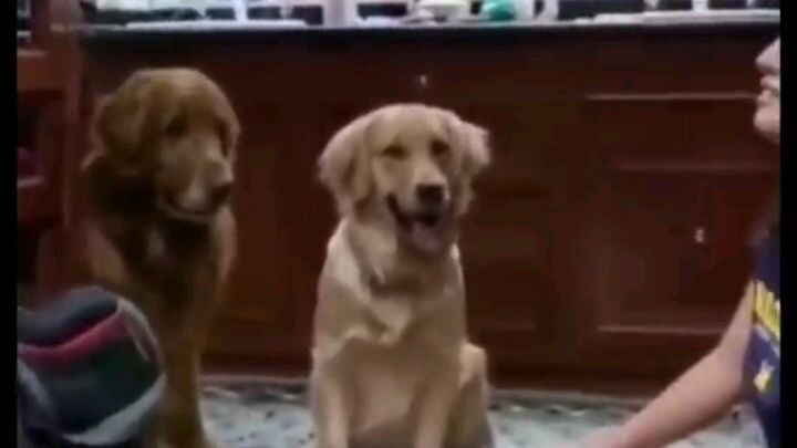 Funny dog🐶🐶🐶... #shorts #funnyvideos #funnymoments #funnydogs #likeandfollow