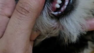 puppy teeth