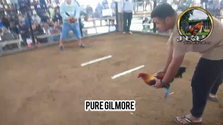 Pure Gilmore Lose and Tornado x SBR Win( MT Banahaw Line)