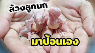 ล้วงลูกนกฟอพัสมาป้อนเอง