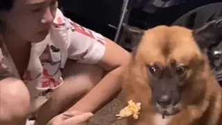[Animals]Amusing clips of dogs