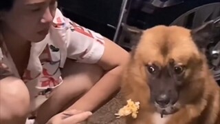 [Động vật]Các clip hài hước về chó