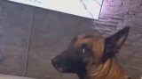 Dog watches Call of Duty funny