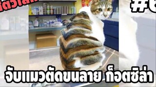 รวมคลิปตลกๆ : เคยเห็น…ก็อตซิเมี๊ยวไหม!!?