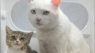 大咪真的是很好很好的老面馒头！