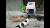 3 kittens Back Home.