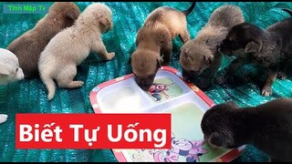 Ổ Chó Con Biết Tự Uống Sữa Nhìn Cưng Lắm | Tính Mập Tv