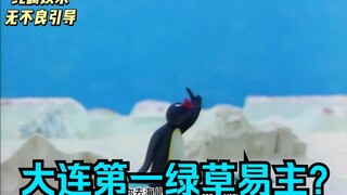 星海广场海鸥拉腚腚一身粑粑